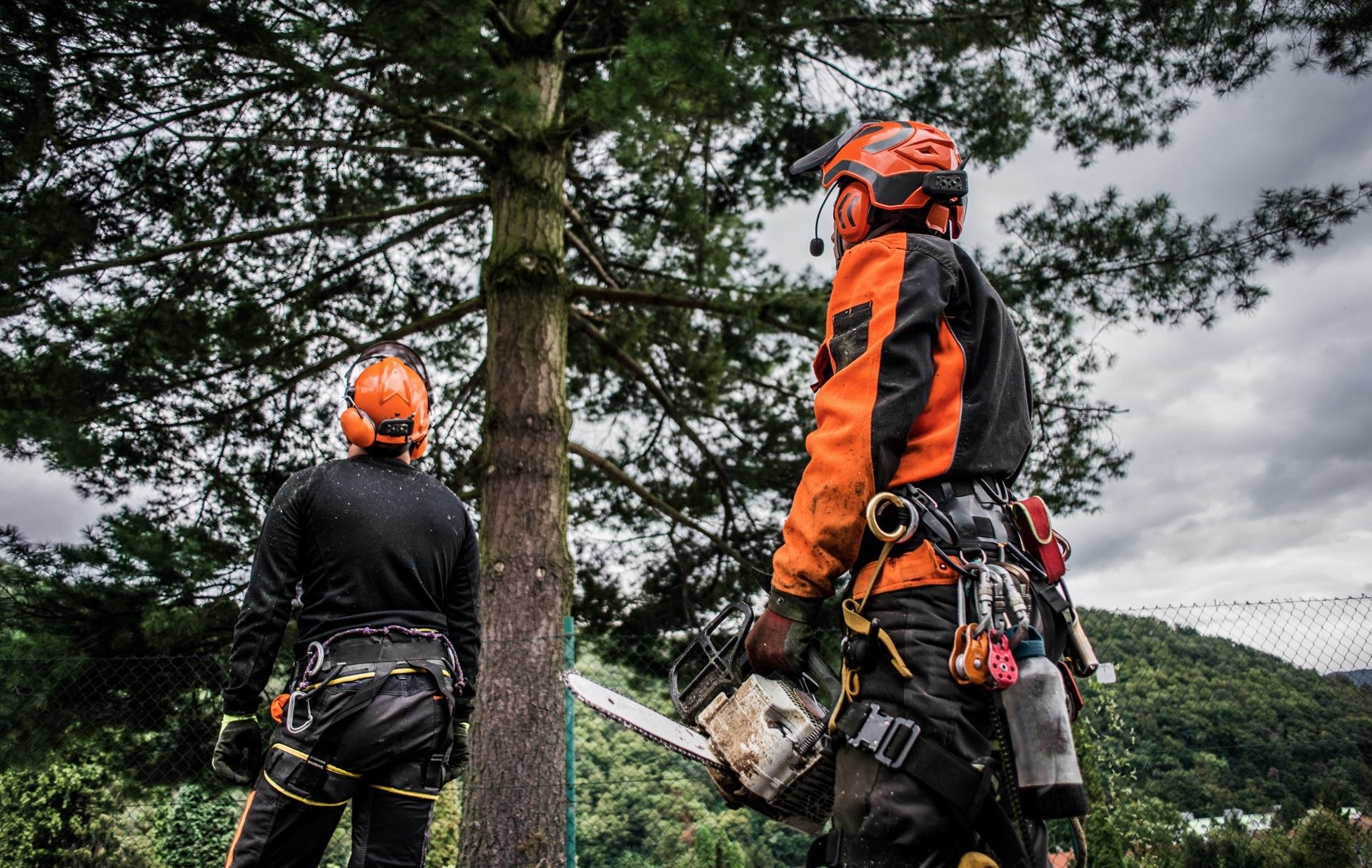 Tree Removal Services